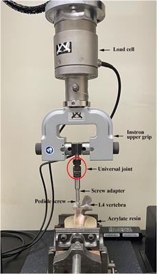Influence of various pilot hole profiles on pedicle screw fixation strength in minimally invasive and traditional spinal surgery: a comparative biomechanical study